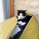 Photo de chat perdu à Cregols