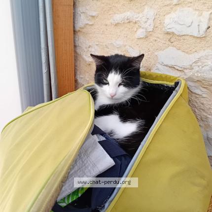 Photo 1/1 Sarah Chat perdu à Cregols