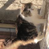 Photo de chat perdu à Orleans