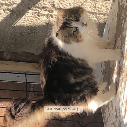 Photo 1/1 TOUFFU Chat perdu à Orleans