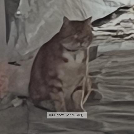 Photo 1/1 Chat trouvé Trouvé à Reims