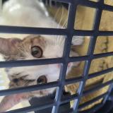 Photo de chat trouvé à Reims