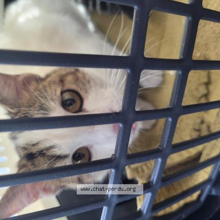 Photo 1/1 Chat trouvé Trouvé à Reims