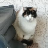 Photo de chat trouvé à Sales