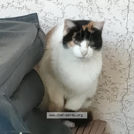 Photo 1/1 Chat trouvé Trouvé à Sales