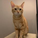 Photo de chat perdu à Belleville En Beaujolais