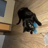 Photo de chat perdu à Venissieux