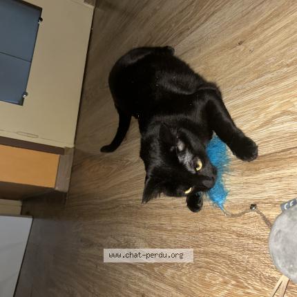 Photo 1/1 Olive Chat perdu à Venissieux