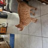 Photo de chat perdu à Menen