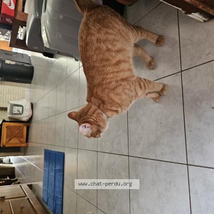 Photo 1/1 Raphi Chat perdu à Menen
