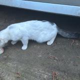 Photo de chat trouvé à Savigny Sur Orge