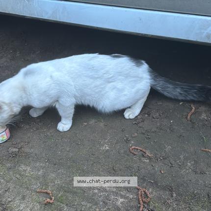 Photo 1/1 Chat trouvé Trouvé à Savigny sur orge