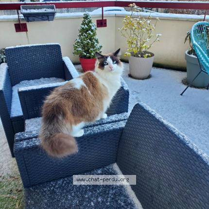 Photo 1/1 Chat retrouvé Perdu à Villecresnes