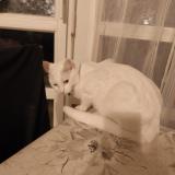 Photo de chat perdu à Herblay