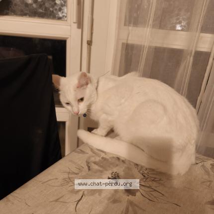 Photo 1/1 Aldo Chat perdu à Herblay