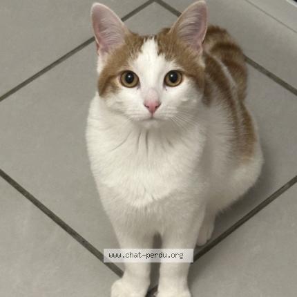 Photo 1/1 Chat retrouvé Perdu à Echirolles