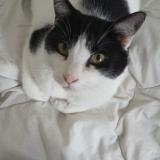 Photo de chat perdu à Malataverne