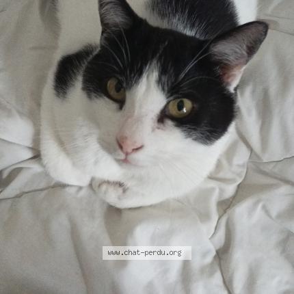 Photo 1/1 Enzo Chat perdu à Malataverne