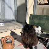 Photo de chat perdu à Martignargues