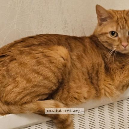 Photo 1/1 Bey Chat perdu à Barby