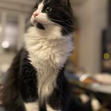 Photo de chat perdu à Bouxwiller