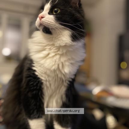 Photo 1/1 Griotte Chat perdu à Bouxwiller