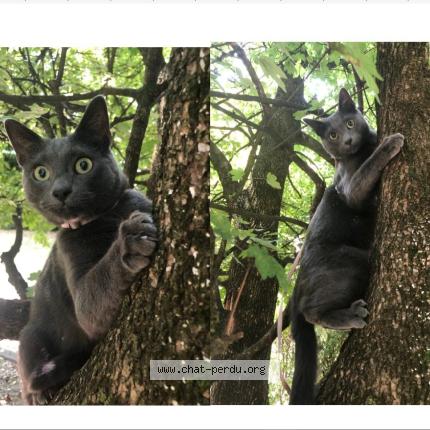 Photo 1/1 Chat retrouvé Perdu à Grenoble