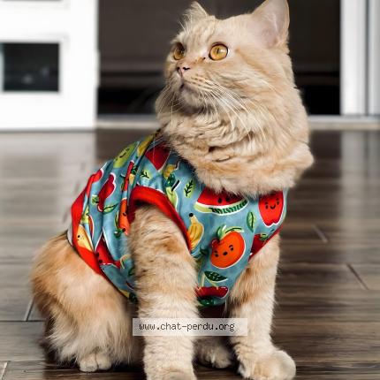 Photo 1/1 Mélissa Chat perdu à Caen