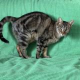 Photo de chat perdu à Quincy Sous Senart