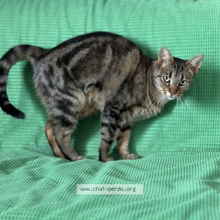 Photo 1/1 Yoda Chat perdu à Quincy sous senart