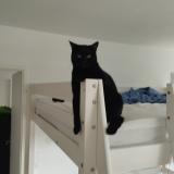 Photo de chat perdu à Beziers