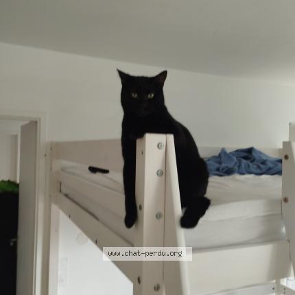 Photo 1/1 Tigrou Chat perdu à Beziers