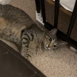 Photo de chat perdu à Pont De Claix