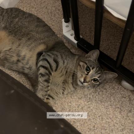 Photo 1/1 Iryss Chat perdu à Pont de claix