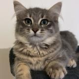 Photo de chat perdu à Beynes 78650