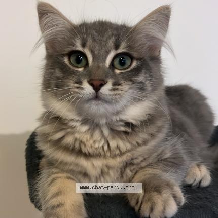 Photo 1/1 Nami Chat perdu à Beynes 78650