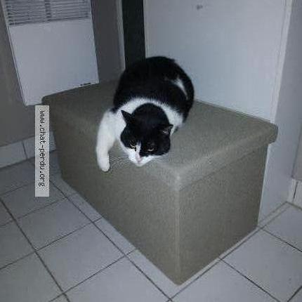 Photo 1/1 Chat retrouvé Perdu à Vatan