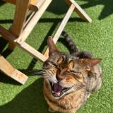 Photo de chat perdu à Longnes