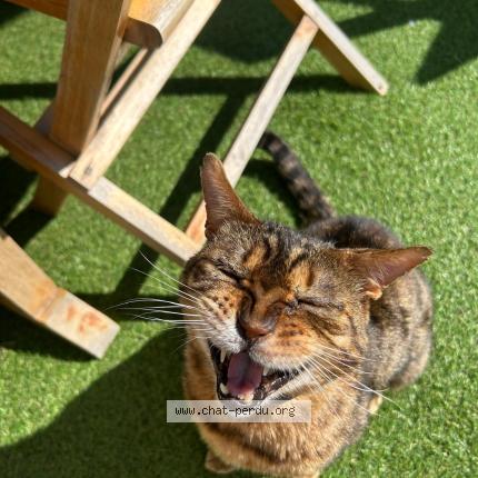 Photo 1/2 Jackpot Chat perdu à Longnes