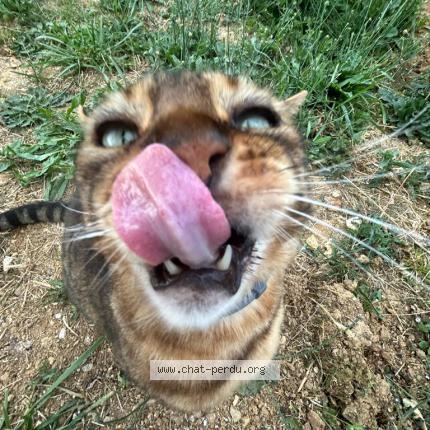 Photo 2/2 Jackpot Chat perdu à Longnes