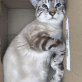 Photo de chat perdu à La Haie Fouassiere