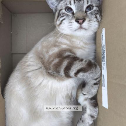 Photo 1/1 Oslo Chat perdu à La haie fouassiere