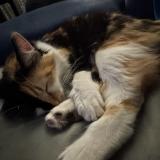 Photo de chat perdu à Los Angeles