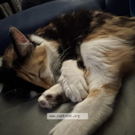 Photo 1/1 Kalel Chat perdu à Los angeles