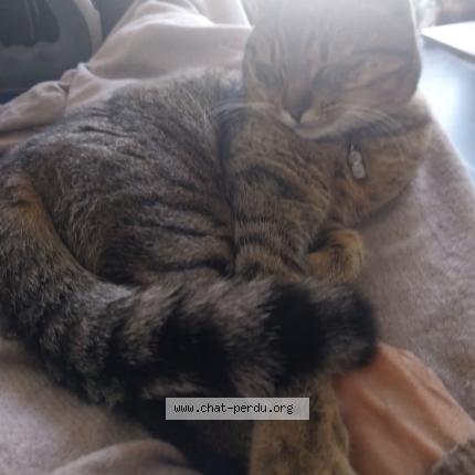 Photo 1/1 Chat retrouvé Perdu à Villeneuve les maguelone