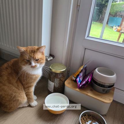 Photo 1/1 Smith Chat perdu à Blainville sur orne