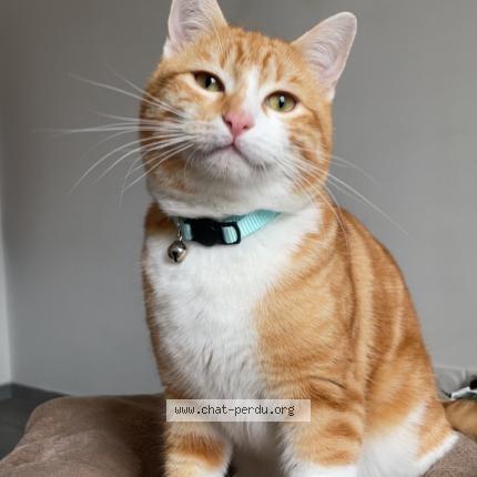 Photo 1/1 Garfield Chat perdu à La grand combe