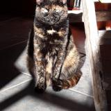 Photo de chat perdu à Saint Pierre Langers