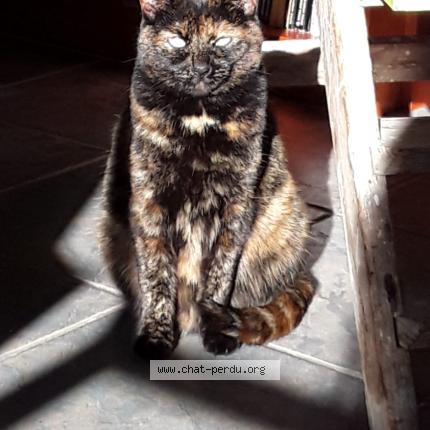 Photo 1/1 Escale Chat perdu à Saint pierre langers