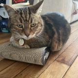 Photo de chat perdu à Taverny